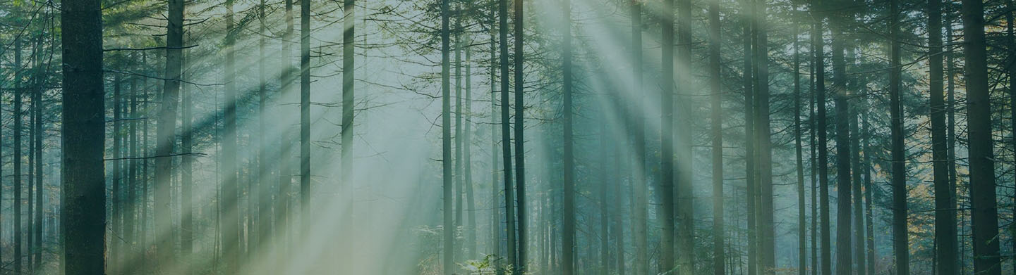 A group of trees in a sunlit forest
