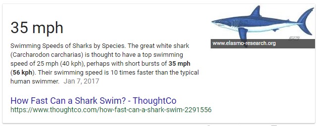 Shark Swim Speed Search Result